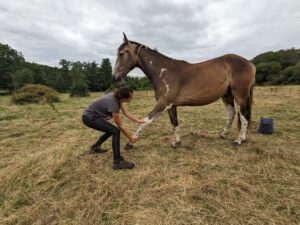 Séance de massage et étirement du cheval
